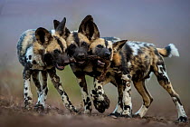 African wild dogs (Lycaon pictus) juveniles playing with the leg of an impala, trying to drag it in three different directions. Mkuze, South Africa. Commended in Glanzlichter photo competition 2020.