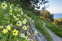 Turban buttercup (Ranunculus asiaticus) growing on bank beside footpath with sea beyond. Cyprus. April.