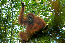 Tapanuli Orangutan (Pongo tapanuliensis) Tiur, an adult female. Batang Toru Forest. Sumatran Orangutan Conservation Project. North Sumatran Province, Indonesia