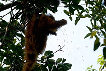 Tapanuli Orangutan (Pongo tapanuliensis) Beta, adult female, mother of Beti, feeding on caterpillars in tree. Batang Toru Forest, Sumatran Orangutan Conservation Project, North Sumatran Province, Indo...