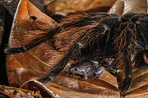 Peruvian Tarantula (Pamphobeteus sp.) and Humming Frog (Chiasmocleis royi) together, Los Amigos Biological Station, Madre de Dios, Amazonia, Peru. These species have a commensal relationship. The tara...