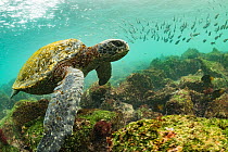 Galapagos green turtle (Chelonia mydas agassizi) swimming above sea floor with shoal of fish in background. Off San Cristobal Island, Galapagos.