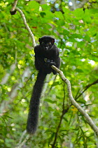 Blue-eyed lemur (Eulemur flavifrons) male looking down from branch. Sahamalaza, Madagascar.