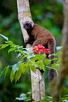 White-fronted brown lemur (Eulemur albifrons) climbing tree, looking at camera. Rainforests of the Atsinanana, Marojejy National Park, Madagascar.
