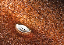 Close up view of the eye of Nurse shark (Ginglymostoma cirratum) The Bahamas.