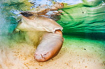 Nurse shark (Ginglymostoma cirratum) male biting onto the pectoral fin of a female whilst mating, Eleuthera, Bahamas.