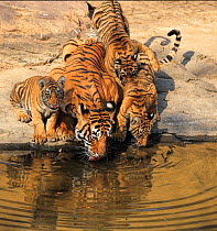 Bengal Tiger (Panthera tigris) family drinking from pool, Ranthambhore, India