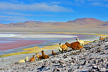 Llama (Lama glama) herd, Laguna colorada. Altiplano, Bolivia.