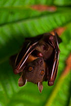Short-nosed fruit-bat (Cynopterus brachyotis) roosting, Ko Chang Island, Thailand.