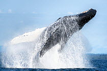 North Pacific humpback whale (Megaptera novaeangliae kuzira) breaching, Icy Strait, Alaska, USA. July.