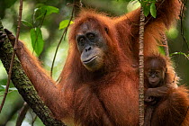 Sumatran orangutan (Pongo abelii) mother and baby Bukit Lawang, North Sumatra.