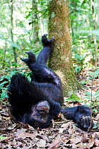 Chimpanzee male (Pan troglodytes schweinfurthii) sleeping on the forest floor with feet up, Kibale National Park, Uganda. January.