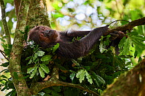 Chimpanzee female (Pan troglodytes schweinfurthii) sleeping in a nest built in a tree, Kibale National Park, Uganda, January.