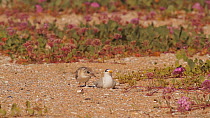 Juvenile California least tern (Sternula antillarum browni) begging for food from a decoy, used to attract breeding pairs to deserted nest sites, Huntington Beach, California, USA, June.
