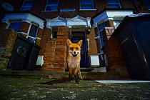 Red Fox (Vulpes Vulpes) outside houses, North London, England UK
