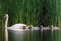 Mute swan (cygnus olor) family, Valkenhorst Nature Reserve, Valkenswaard, The Netherlands, June