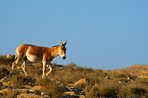 Onager (Equus hemionus), Negev desert, Israel, April.