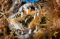 American crocodile (Crocodylus acutus) with open mouth amongst Seagrass (Alismatales). Gardens of the Queen National Park, Cuba.