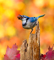 Blue jay (Cyanocitta cristata) holding an acorn in its bill whilst perched on tree stump, with autumn foliage, New York, USA, October.