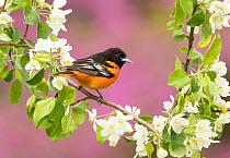 Baltimore oriole (Icterus galbula) male perched in pear (Pyrus sp.) blossom, eastern redbud in background, New York, USA. May.