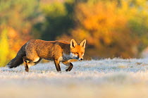 Red Fox (Vulpes vulpes), hunting in the frost, London, UK. November