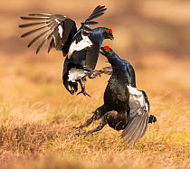 Black Grouse (Tetrao tetrix), two males fighting on lek , Scotland, UK. April.