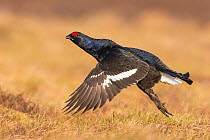 Black grouse (Tetrao tetrix), male taking off from ground, Cairngorms National Park, Scotland, UK, April.