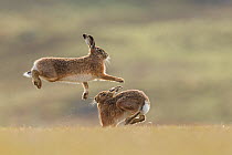 RF - Brown hare, (Lepus europaeus), male and female displaying courtship behaviour, Islay, Scotland, UK., March (This image may be licensed either as rights managed or royalty free.)