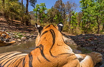 Bengal tiger (Panthera tigris tigris) dominant male (T29) and resident female (T27) cooling off in a waterhole Kanha National Park, Central India. Camera trap image.