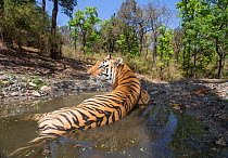 Bengal tiger (Panthera tigris tigris) dominant male (T29) cooling off in a waterhole Kanha National Park, Central India. Camera trap image.