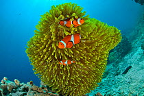 False clown anemonefish (Amphiprion ocellaris) in a magnificent sea anemone (Heteractis magnifica), Sulu sea, Philippines
