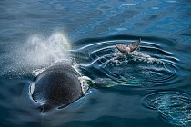 Humpback whale (Megaptera novaeangliae), adult and baby at surface, Antarctic Peninsula, Antarctica.
