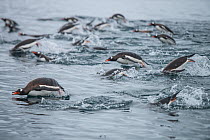 Gentoo penguins (Pygoscelis papua) porpoising, swimming together in search of krill, Antarctic Peninsula, Antarctica.