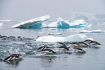 Gentoo penguins (Pygoscelis papua) swimming together and porpoising in search of krill, Antarctic Peninsula, Antarctica.