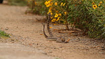 Two male Southern Pacific rattlesnakes (Crotalus oreganus helleri) fighting during mating season. This behaviour is known as a "combat dance", and is used to determine dominance and the right to mate...