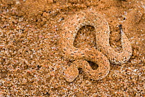 Peringuey's adder (Bitus peringeuyi) camouflaged in the sand. Namib desert, near Swakomund, Namibia, May.