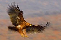 Tawny eagle (Aquila rapax) in flight, about to land, Zimanga Private Nature Reserve, KwaZulu Natal, South Africa