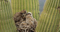 Great horned owl (Bubo virginianus) chick stretching its wings in nest in a Saguaro (Carnegiea gigantea), is groomed by its parent, Sonoran Desert, Arizona, USA, May.