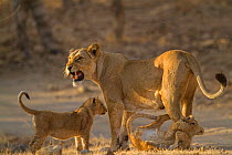 Asiatic lion (Panthera leo persica), female and cubs in morning light, cub biting mother's leg. Gir National Park, Gujarat, India. Photo Phillip Ross/Felis Images