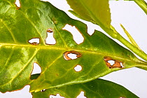 Bacterial shot hole (Pseudomonas syringae) affected leaves of laurel, Prunus laurocerasus, in a garden hedge, Berkshire, England, UK. May.