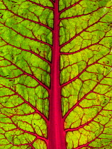 Close up of a Swiss chard (Beta vulgaris) leaf.