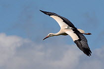 Captive reared juvenile White stork (Ciconia ciconia) with a GPS tracker on its back in flight over the Knepp Estate soon after release, Sussex, UK, August 2019.
