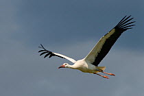 Captive reared juvenile White stork (Ciconia ciconia) in flight over the Knepp Estate soon after release, Sussex, UK, August 2019.