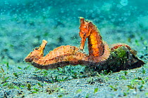 Two female Common seahorses (Hippocampus kuda) fighting over territory on the seabed. The brief fight was preceeded by a ritualised, synchronised parade. Bitung, North Sulawesi, Indonesia. Lembeh Stra...