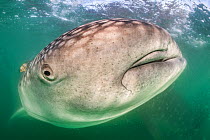Whale shark (Rhincodon typus) close to the camera with a golden trevally fish (Gnathanodon speciosus) and outline of another whale shark behind , in the plankton-rich green waters of La Paz bay, Baja...