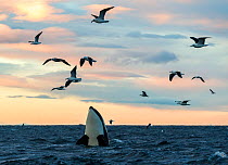 Killer whales / orcas (Orcinus orca). Spyhopping. Kvaloya, Troms, Norway November