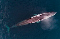 Aerial view of Fin whale (Balaenoptera physalus). Kvanangen, Troms, Norway. November