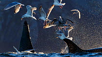 Gulls and Killer whales / orcas (Orcinus orca) feeding on herring. Kvaloya, Troms, Norway October