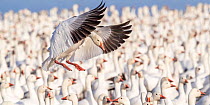 Snow goose (Chen caerulescens) landing into a tight packed flock on lake, Bosque del Apache National Wildlife Refuge, New Mexico, USA. January.
