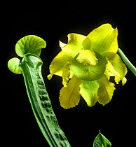 Yellow trumpet pitcherplant (Sarracenia flava) flower and insect trapping pitcher. Native to USA.